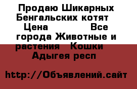 Продаю Шикарных Бенгальских котят › Цена ­ 17 000 - Все города Животные и растения » Кошки   . Адыгея респ.